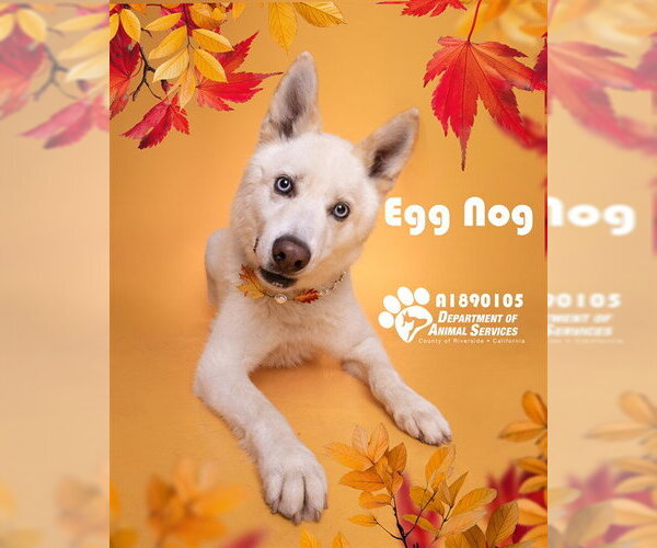 Medium Photo #1 Siberian Husky Puppy For Sale in Riverside, CA, USA