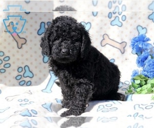 Irish Doodle-Poodle (Miniature) Mix Puppy for sale in NEWPORT NEWS, VA, USA