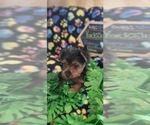Small Photo #14 Yorkshire Terrier Puppy For Sale in AKRON, OH, USA