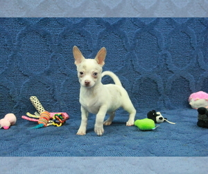 Chihuahua Puppy for sale in HICKORY, NC, USA