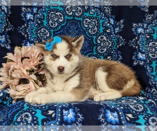 Medium Photo #3 Siberian Husky Puppy For Sale in QUARRYVILLE, PA, USA