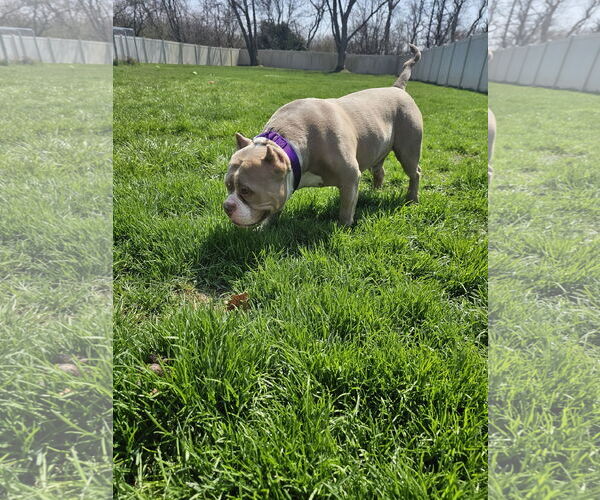 Medium Photo #7 American Pit Bull Terrier-Unknown Mix Puppy For Sale in Crete, IL, USA