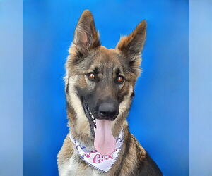 German Shepherd Dog Dogs for adoption in Pasadena, CA, USA