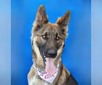 Small German Shepherd Dog