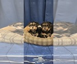 Small #7 Yorkshire Terrier