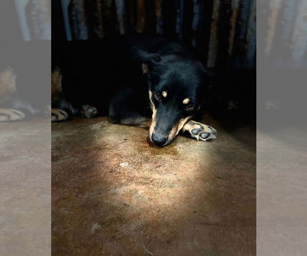 Medium Photo #3 American Rat Pinscher Puppy For Sale in Texarkana, TX, USA