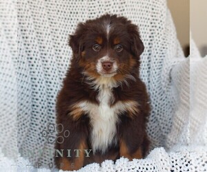 Miniature Australian Shepherd Puppy for sale in NEW HOLLAND, PA, USA