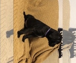 Small Photo #6 Cane Corso Puppy For Sale in KILLEEN, TX, USA