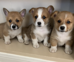 Pembroke Welsh Corgi Litter for sale in MIDLOTHIAN, TX, USA