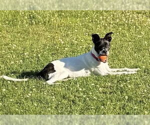 Cara (GA) - Female Mutt Dog for Adoption - Photo #6