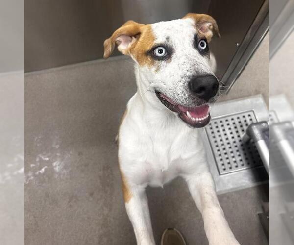 Medium Photo #1 Mutt Puppy For Sale in Denver, CO, USA