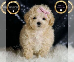 Maltipoo Puppy for sale in WARSAW, IN, USA