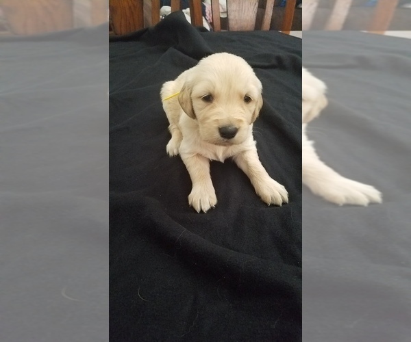 Medium Photo #1 Golden Retriever Puppy For Sale in EVANSDALE, IA, USA