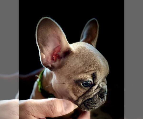 Medium Photo #8 French Bulldog Puppy For Sale in UNDERWOOD, IA, USA