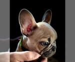 Small Photo #8 French Bulldog Puppy For Sale in UNDERWOOD, IA, USA