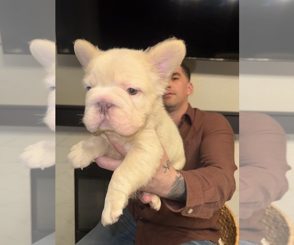 Medium Photo #17 French Bulldog Puppy For Sale in SAN DIEGO, CA, USA