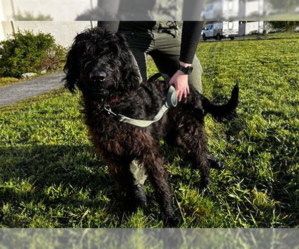 Medium Photo #1 Poodle (Standard)-Unknown Mix Puppy For Sale in McKinleyville, CA, USA