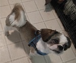 Puppy Thing 2 Shih Tzu