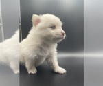 Small Photo #3 Pomeranian Puppy For Sale in ROCHESTER, NY, USA