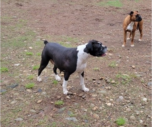 Medium Photo #1 Boxer Puppy For Sale in STAFFORD, CT, USA