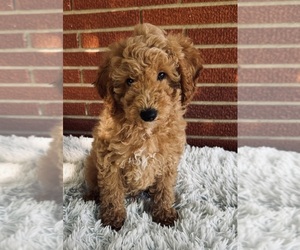 Poodle (Miniature) Puppy for sale in ROANOKE, IL, USA