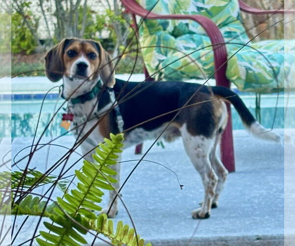 Medium Photo #2 Beagle Puppy For Sale in Tampa, FL, USA
