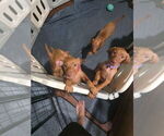 Small #13 Vizsla