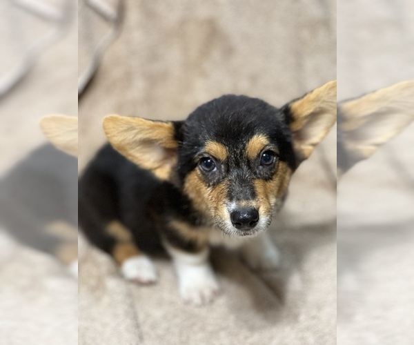 Medium Photo #6 Pembroke Welsh Corgi Puppy For Sale in COMANCHE, TX, USA