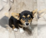 Small #5 Pembroke Welsh Corgi