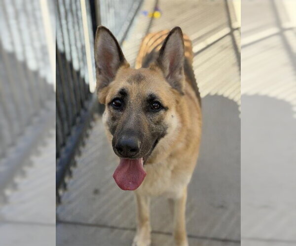 Medium Photo #1 German Shepherd Dog Puppy For Sale in Santa Barbara, CA, USA