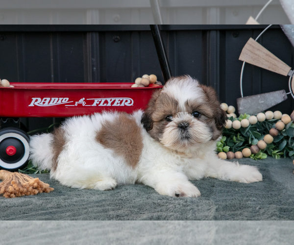 Medium Photo #6 Shih Tzu Puppy For Sale in CLARE, MI, USA