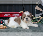 Small #1 Shih Tzu