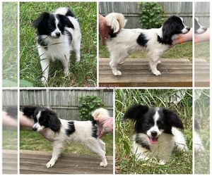 Papillon Puppy for sale in MINNEAPOLIS, MN, USA