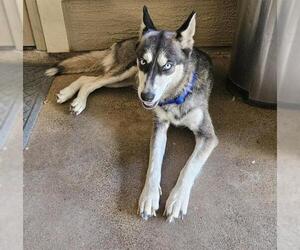 Huskies -Unknown Mix Dogs for adoption in San Antonio, TX, USA