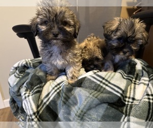 Schnau-Tzu Puppy for sale in BEDFORD HEIGHTS, OH, USA