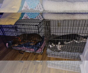 Australian Shepherd Dogs for adoption in Menifee, CA, USA
