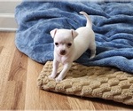Puppy Angelo Chihuahua