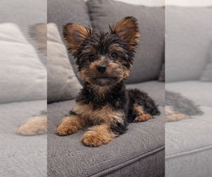 Yorkshire Terrier Puppy for sale in ATLANTA, GA, USA