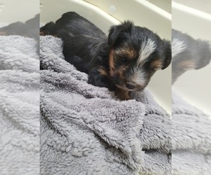 Yorkshire Terrier Puppy for sale in WHITEWATER, CO, USA