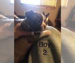 Small Photo #3 Boston Terrier Puppy For Sale in HAUGHTON, LA, USA