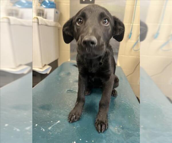 Medium Photo #1 Labrador Retriever Puppy For Sale in Mobile, AL, USA