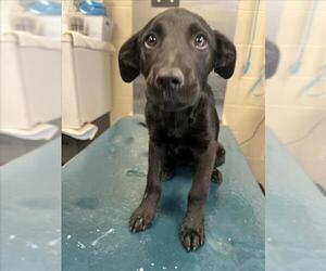 Labrador Retriever Dogs for adoption in Mobile, AL, USA