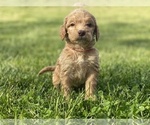 Small Photo #3 Irish Doodle Puppy For Sale in COLONIAL HEIGHTS, TN, USA