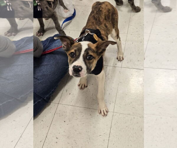 Medium Photo #5 Mutt Puppy For Sale in Minneapolis, MN, USA