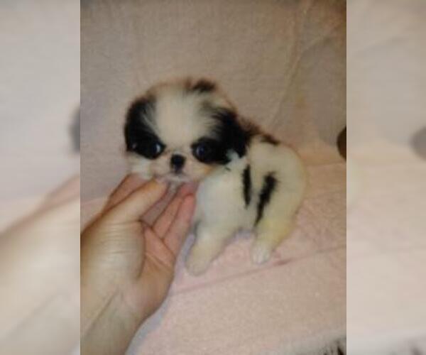 Medium Photo #3 Japanese Chin Puppy For Sale in SAINT HEDWIG, TX, USA