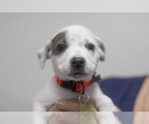 Labrador Retriever-Unknown Mix Dogs for adoption in Mountain Home, AR, USA