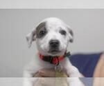 Small Labrador Retriever Mix