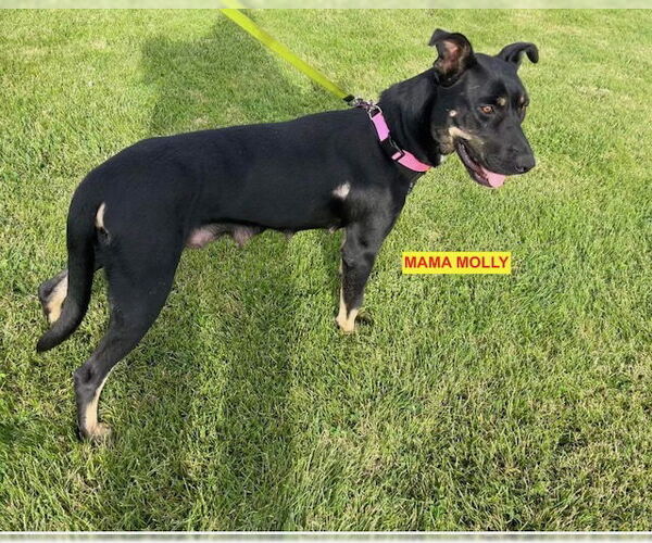 Medium Photo #5 Doberman Pinscher-Staffordshire Bull Terrier Mix Puppy For Sale in Woodland Hills, CA, USA