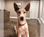 Small #2 Retriever  Mix