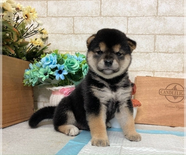 Medium Photo #1 Shiba Inu Puppy For Sale in SAN DIEGO, CA, USA